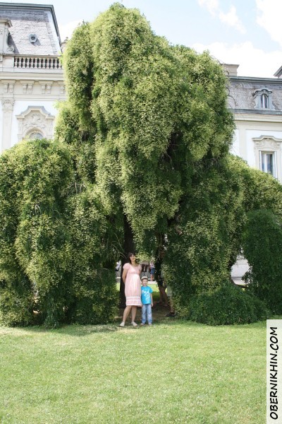 Старое дерево у входа в парк Старое дерево у входа в парк
