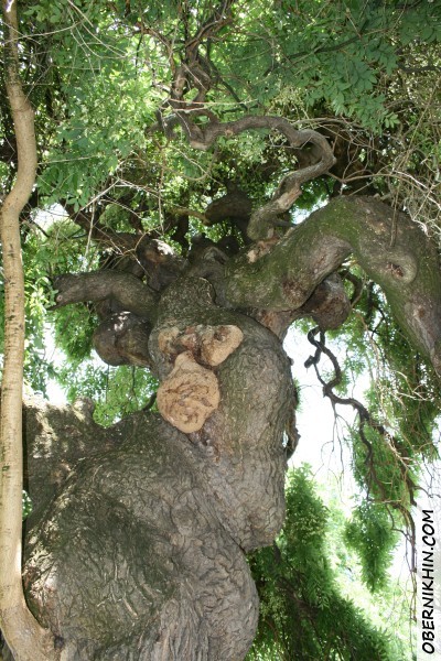 Это же дерево под кроной Это же дерево под кроной