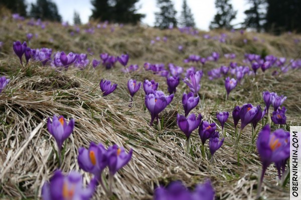Крокусы Крокусы