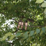 Ласточки - это птенцы, их первый вылет из гнезда.