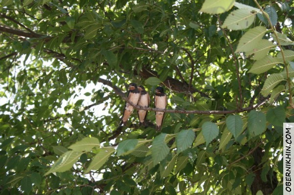 Ласточки - это птенцы, их первый вылет из гнезда.