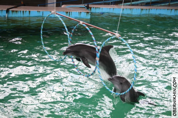 В дельфинарии