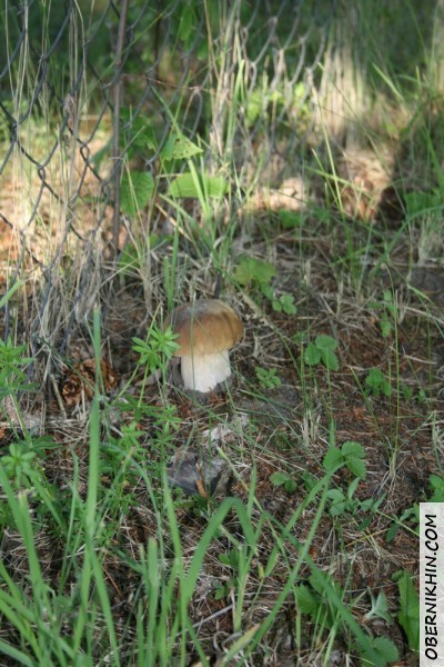 Грибок около нашего забора