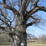 мы под дубом