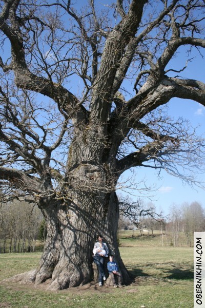 мы под дубом