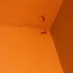 Гекконы - иногда такое заползало