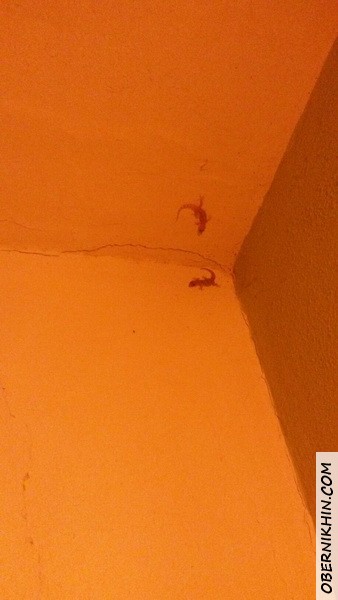 Гекконы - иногда такое заползало