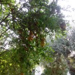 а вот так растут гранаты