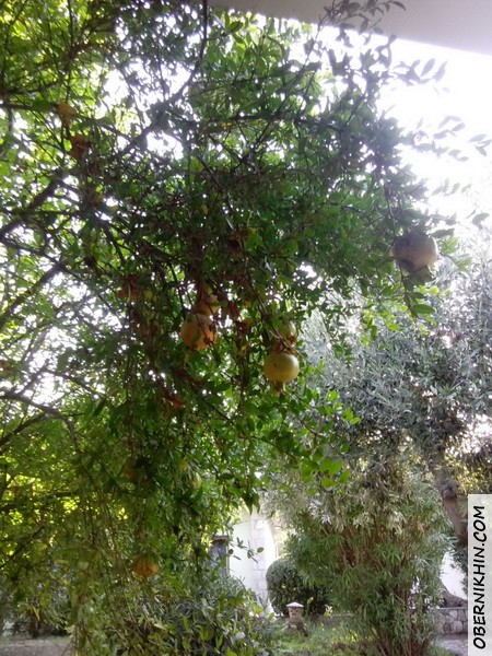 а вот так растут гранаты