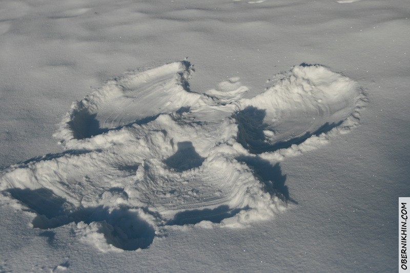 Сашкин Ангел