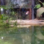 кракодил отдыхает