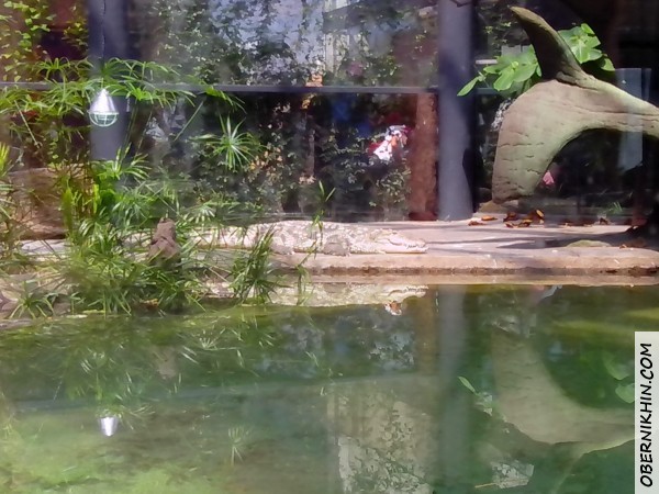 кракодил отдыхает