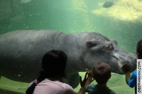 и тут на нас приплыл бегемот!!!